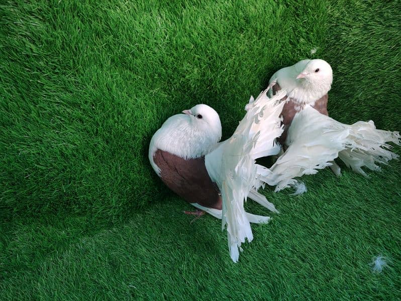 Fancy pigeons for sale 0