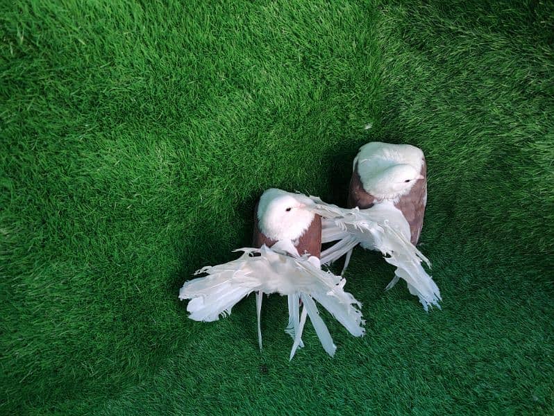 Fancy pigeons for sale 1