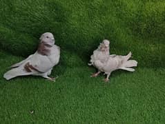 Fancy pigeons for sale