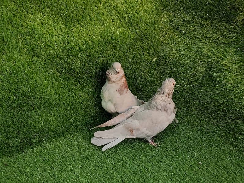 Fancy pigeons for sale 4