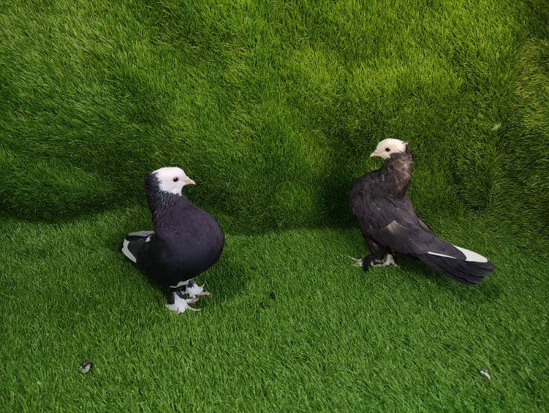 Fancy pigeons for sale 6