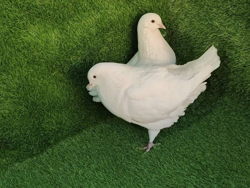 Fancy pigeons for sale 8