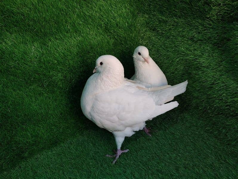 Fancy pigeons for sale 9