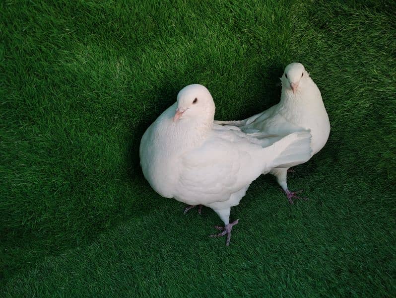 Fancy pigeons for sale 10