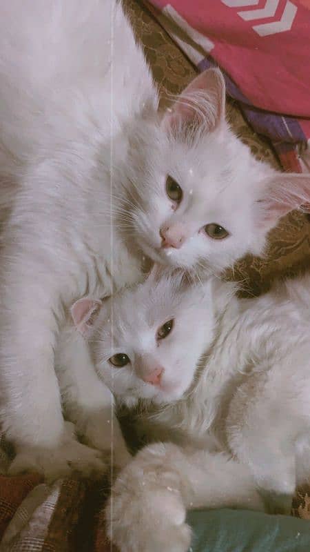 4 month percian cats pair available 0