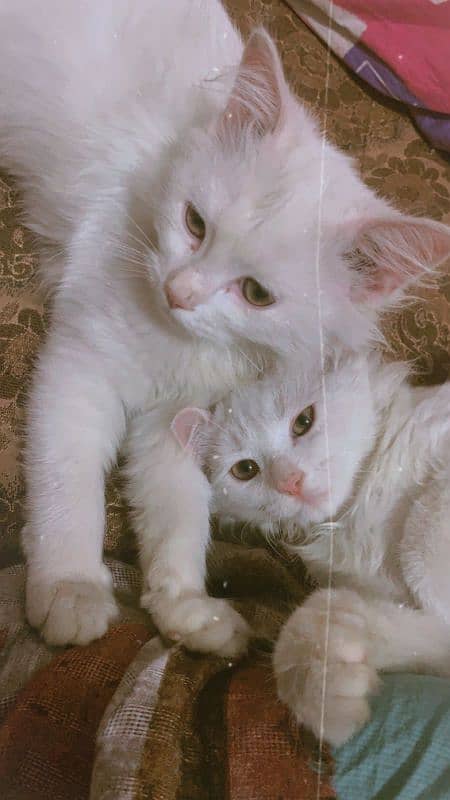 4 month percian cats pair available 2