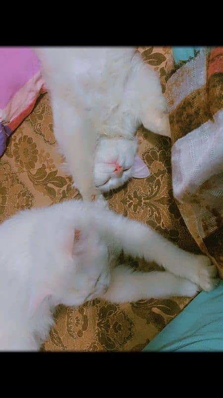 4 month percian cats pair available 3