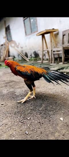 murga for sale male my WhatsApp 03=29=48=79=452