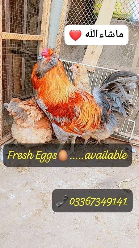 Fancy Blue/green eggs Wali Rear breed ka/Fertile Eggs/Chicks available 2