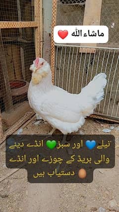 Fancy Blue/green eggs Wali Rear breed ka/Fertile Eggs/Chicks available