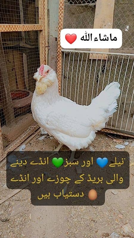 Fancy Blue/green eggs Wali Rear breed ka/Fertile Eggs/Chicks available 3