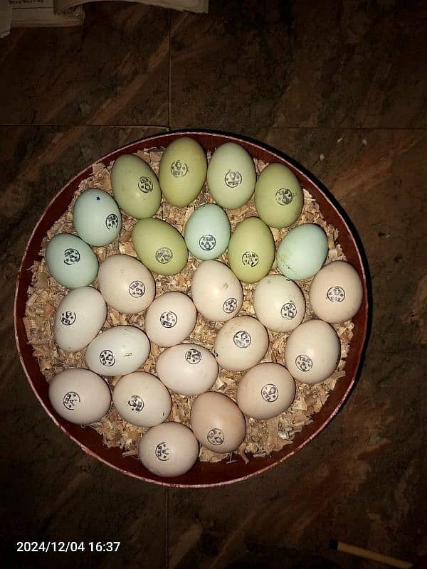 Fancy Blue/green eggs Wali Rear breed ka/Fertile Eggs/Chicks available 0