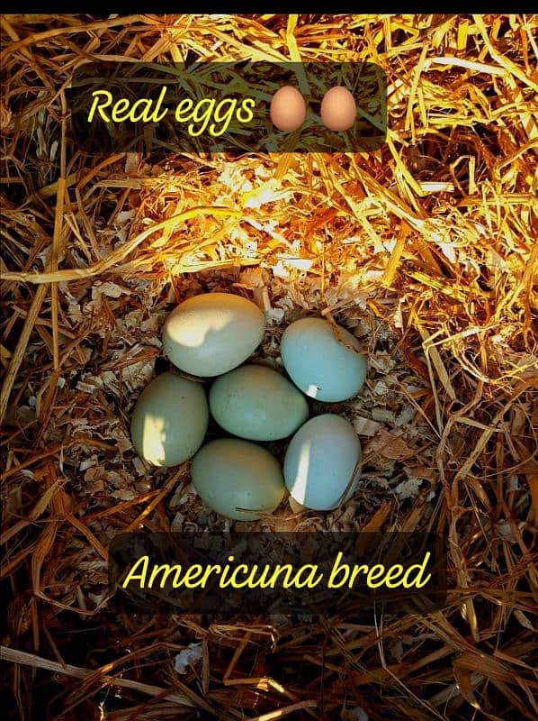 Fancy Blue/green eggs Wali Rear breed ka/Fertile Eggs/Chicks available 4