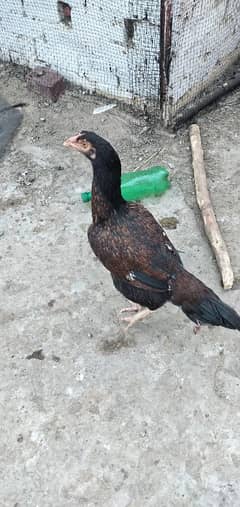 Hen