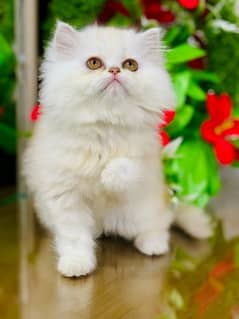 Persian Kittens | Punch Face | Triple Coated | Female | 03124188513 |