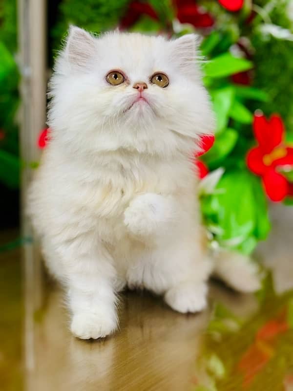 Persian Kittens | Punch Face | Triple Coated | Female | 03124188513 | 0