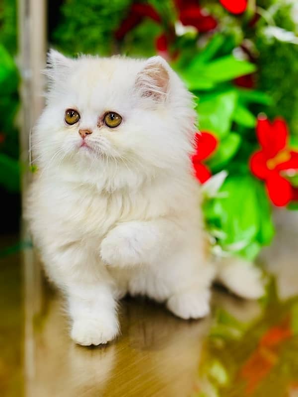 Persian Kittens | Punch Face | Triple Coated | Female | 03124188513 | 1