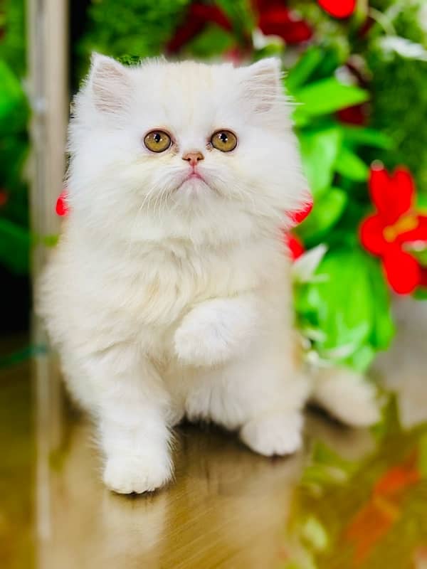 Persian Kittens | Punch Face | Triple Coated | Female | 03124188513 | 2