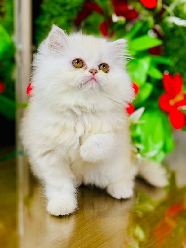 Persian Kittens | Punch Face | Triple Coated | Female | 03124188513 | 3