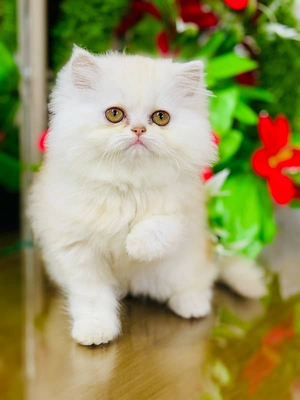 Persian Kittens | Punch Face | Triple Coated | Female | 03124188513 | 4