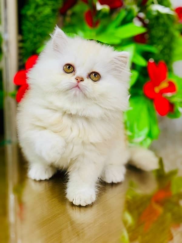 Persian Kittens | Punch Face | Triple Coated | Female | 03124188513 | 6