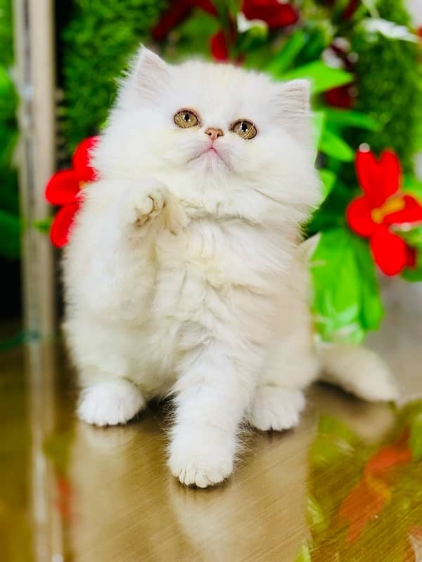 Persian Kittens | Punch Face | Triple Coated | Female | 03124188513 | 7