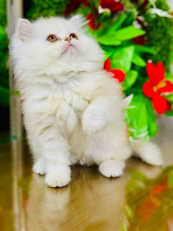 Persian Kittens | Punch Face | Triple Coated | Female | 03124188513 | 8