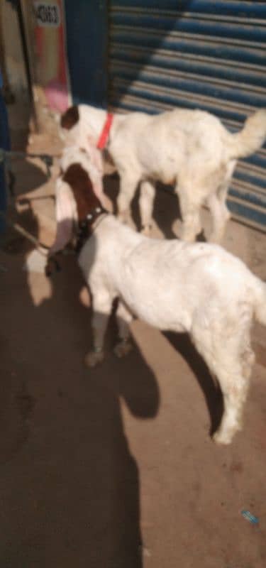 Bakra for sale 0