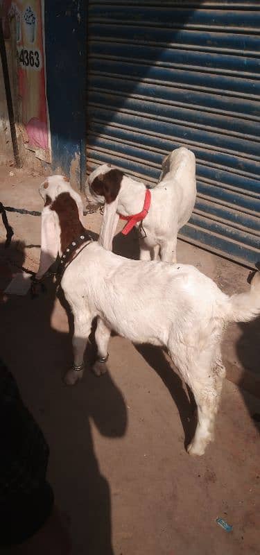 Bakra for sale 1