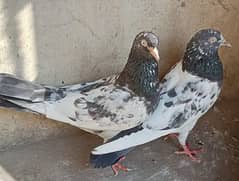 Teddy Pigeons