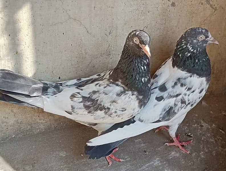 Teddy Pigeons 0