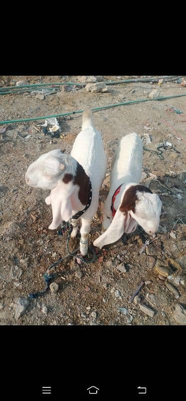 Bakra for sale 2