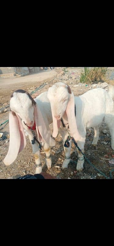 Bakra for sale 3