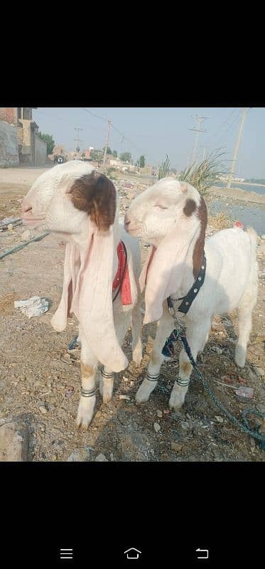 Bakra for sale 4