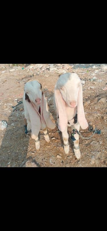 Bakra for sale 5