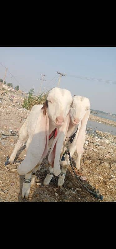 Bakra for sale 6