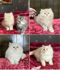 Persian kittens available now