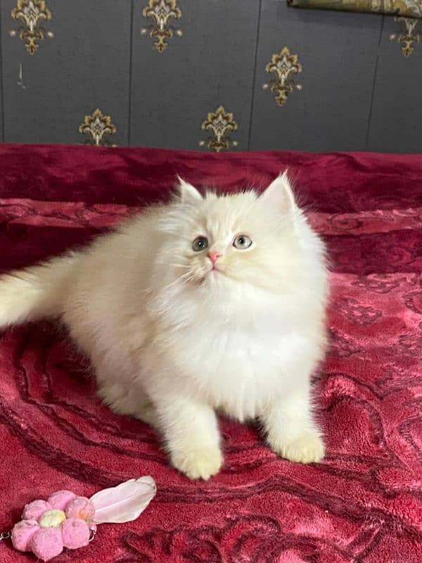 Persian kittens available now 1