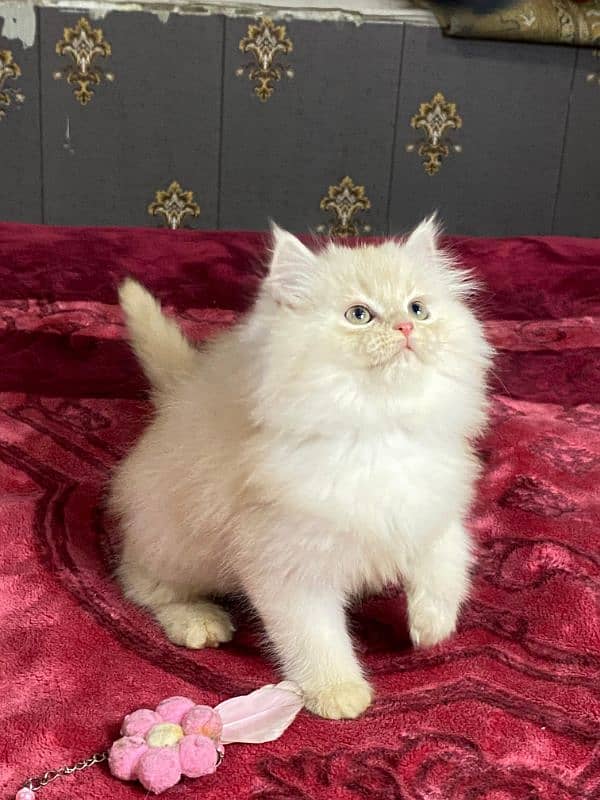 Persian kittens available now 2