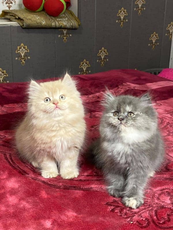 Persian kittens available now 3