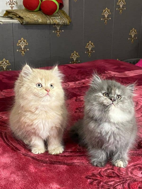 Persian kittens available now 4