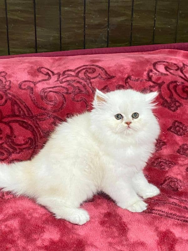 Persian kittens available now 5