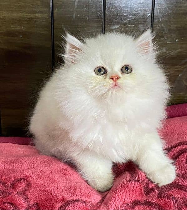 Persian kittens available now 6