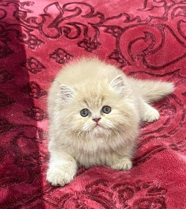 Persian kittens available now 8