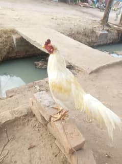 Desi Aseel and (teachereea) Guinea fowl available