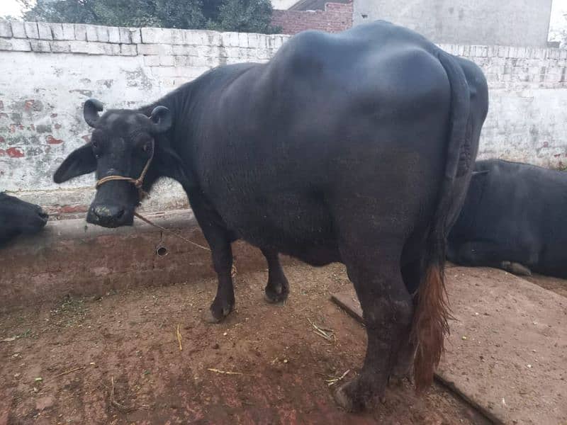 2 Neeli Ravi Buffaloes for sale 0