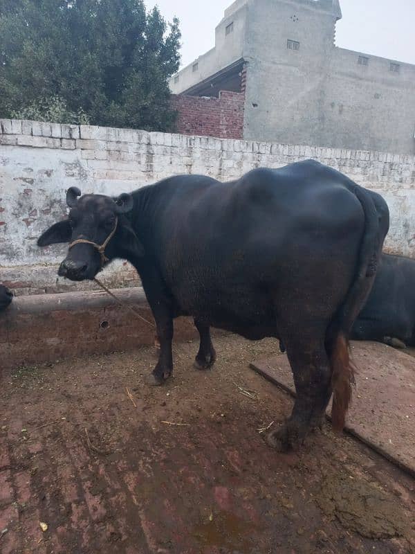 2 Neeli Ravi Buffaloes for sale 2