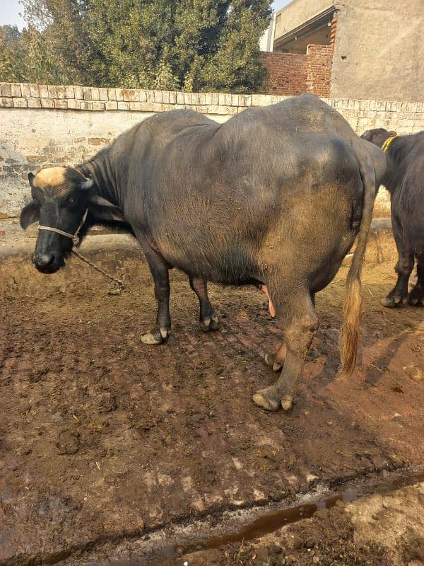 2 Neeli Ravi Buffaloes for sale 3