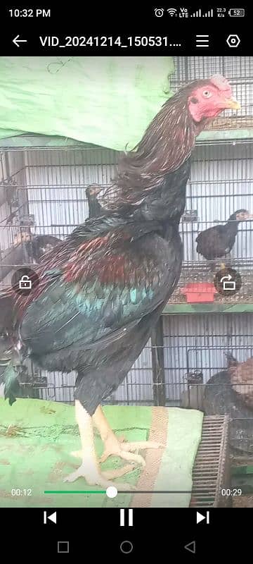 Thai Cross high Quality Aseel Breeder 1