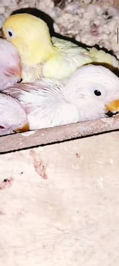 decino male albino female chicks parent decino creamno 03199748105